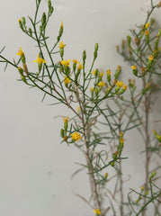 Gutierrezia californica, California Matchweed flowers