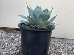 Agave parryi var truncata, Artichoke Agave 