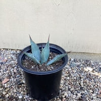 Agave parryi 5 Gallon