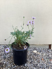 Erigeron 'WR'
