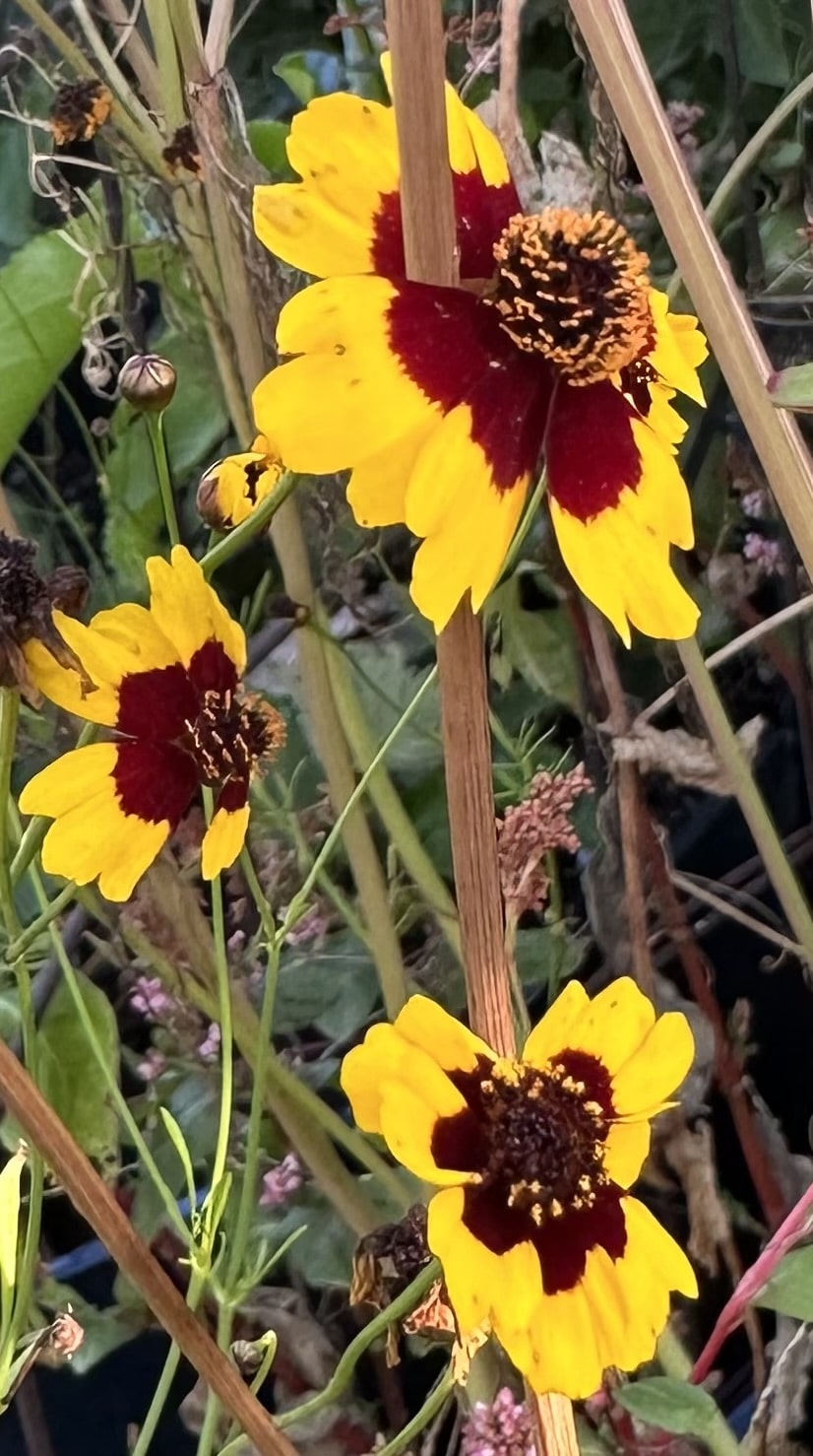 Plains Coreopsis - Coreopsis tinctoria Flower