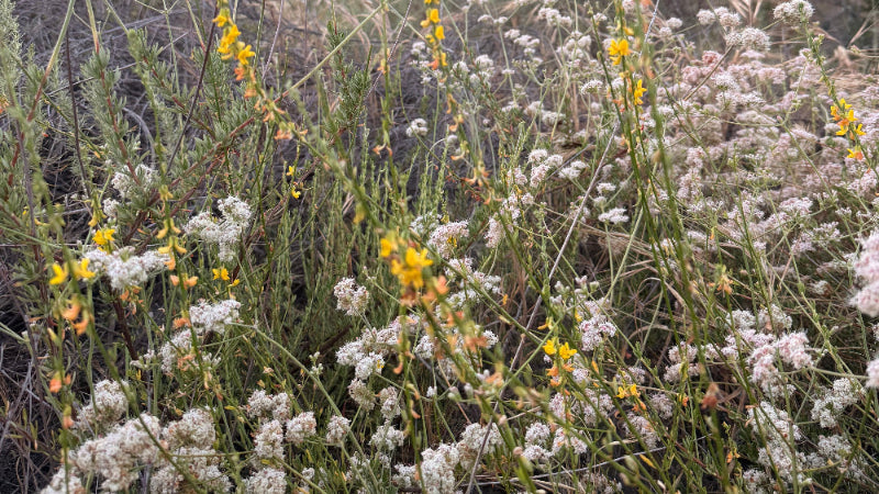 buckwheat and deerplant