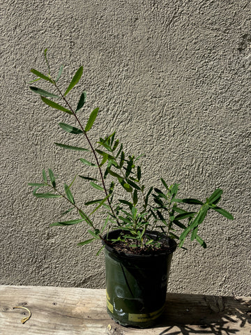 Apocynum cannabinum, Dogbane