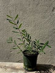 Apocynum cannabinum, Dogbane