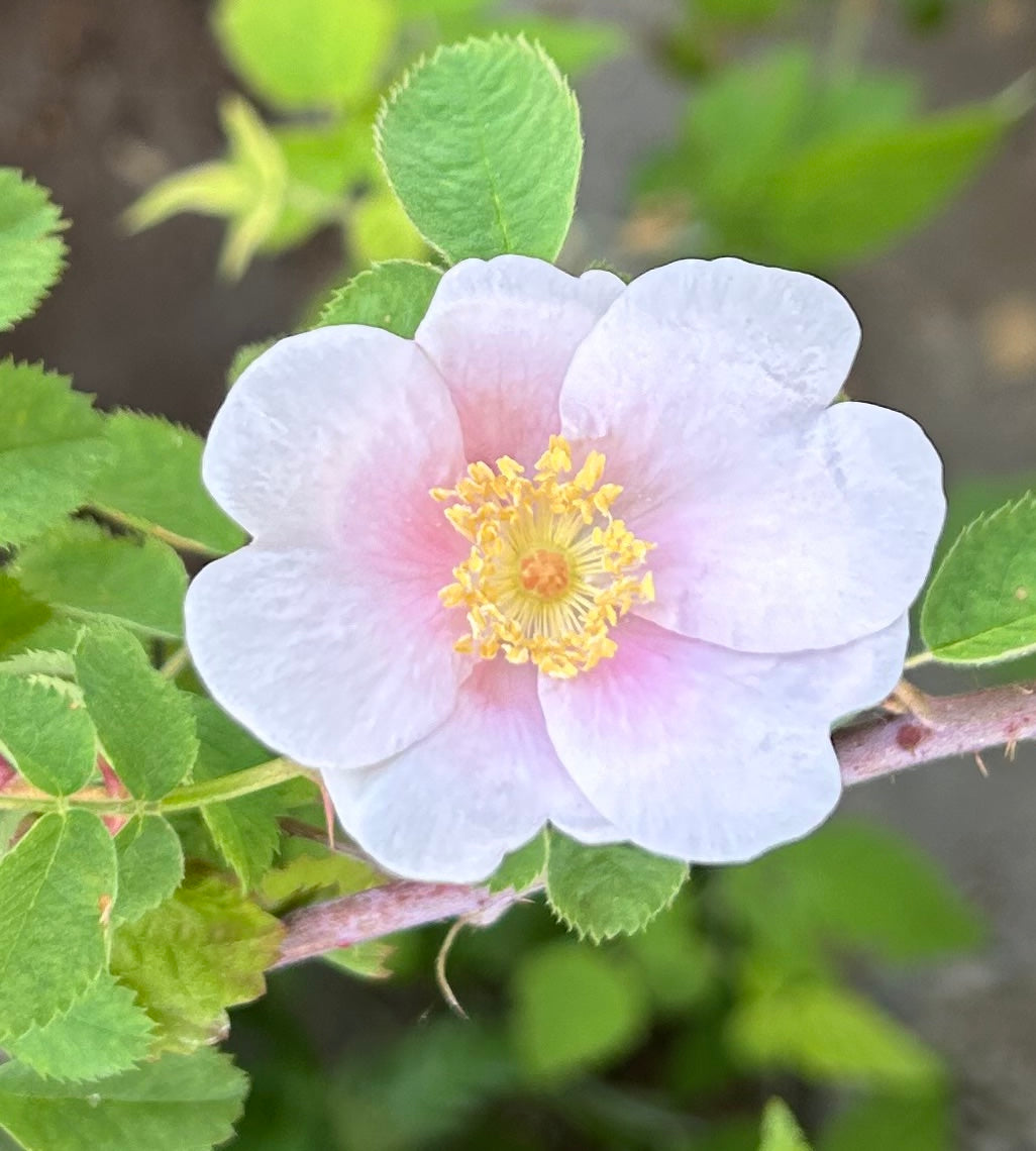  Rosa californica 'First Dawn' Flower