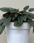 Peperomia San Marino 4"