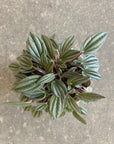 Peperomia San Marino