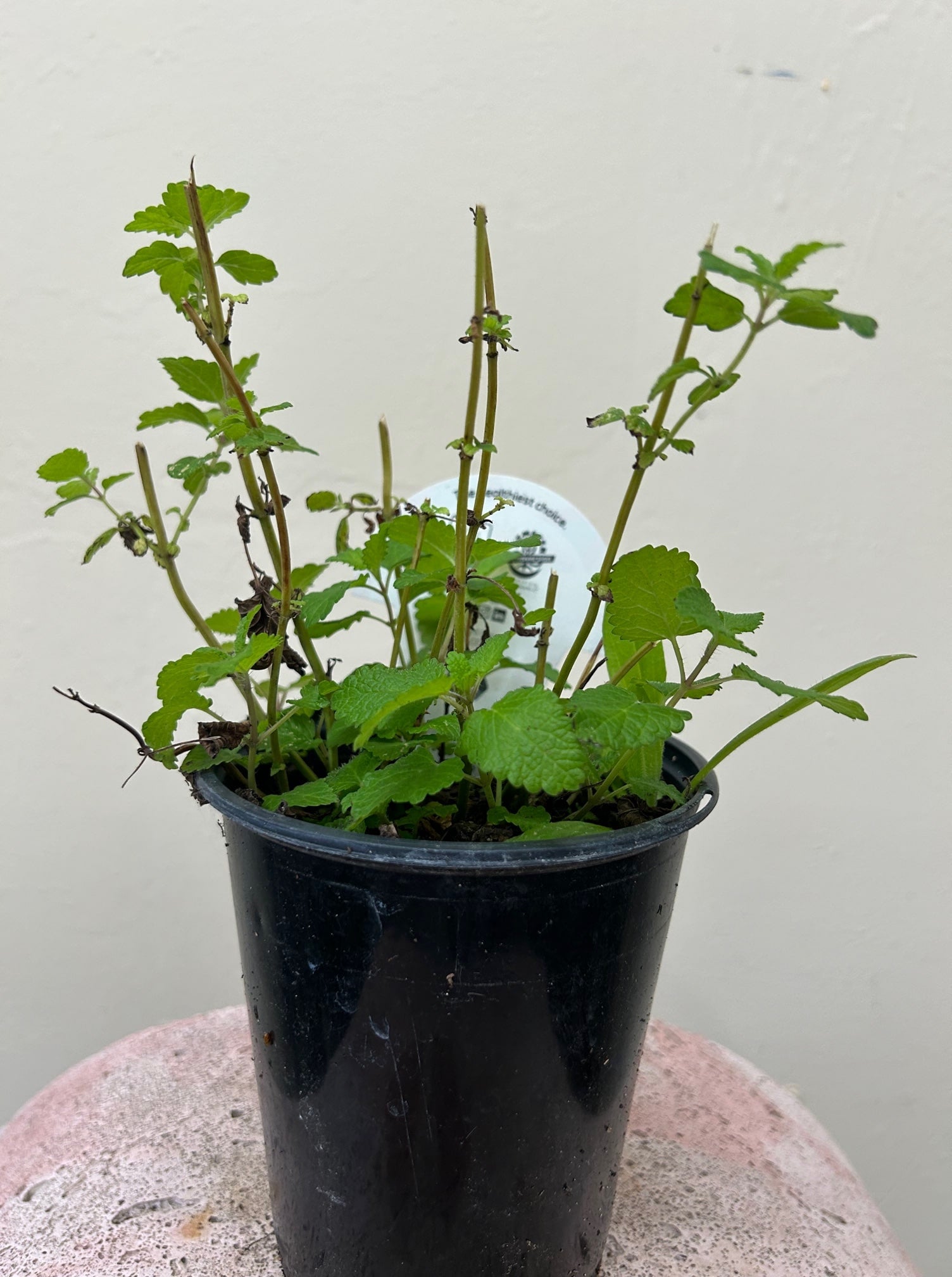 Organic Lemon Balm, Melissa officinalis