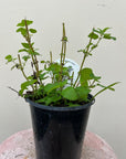 Organic Lemon Balm, Melissa officinalis