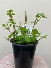 Organic Lemon Balm, Melissa officinalis