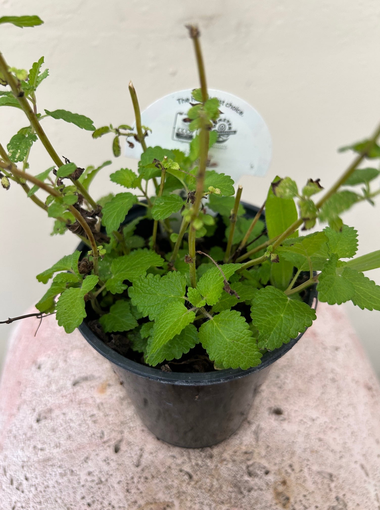 Organic Lemon Balm, Melissa officinalis