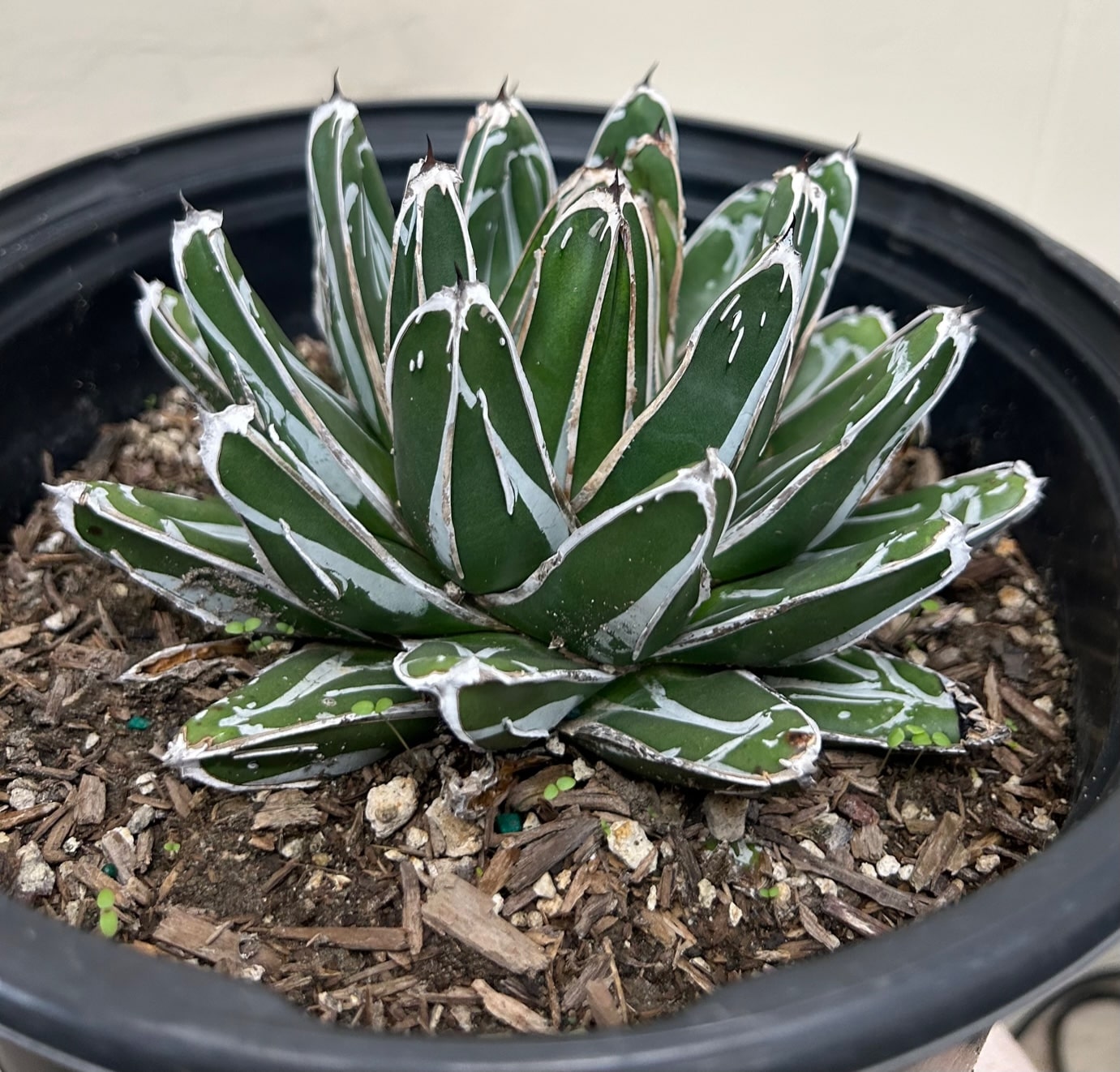 Agave victoriae-reginae