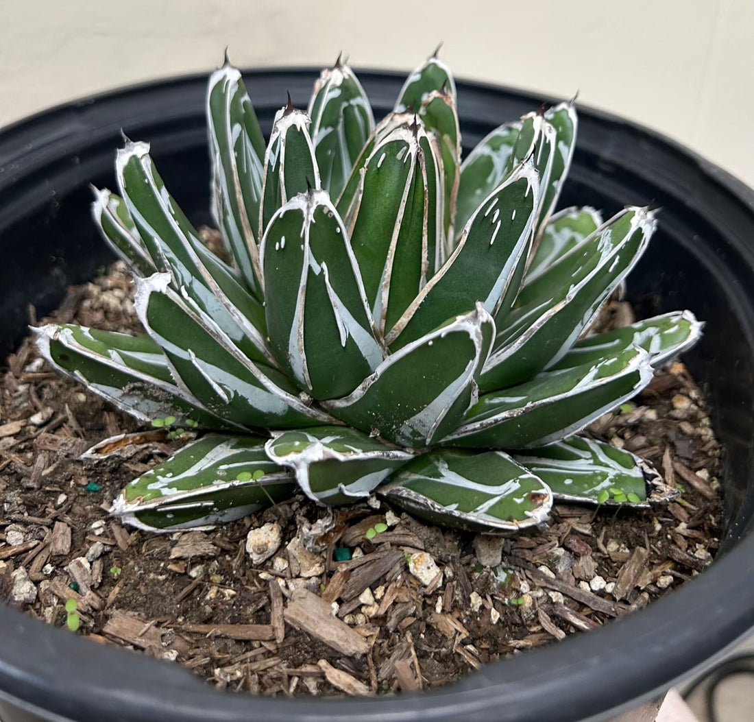 agave succulent plants for sale Agave victoriae-reginae – Plant Material