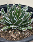 Agave victoriae-reginae