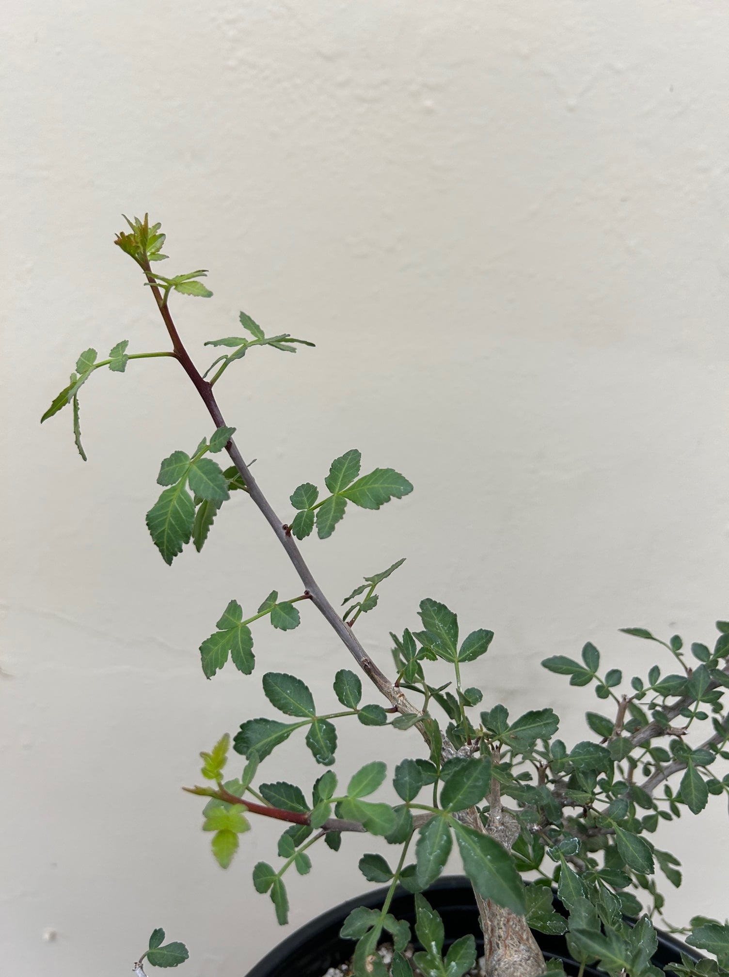 Bursera fagaroides, Fragrant Bursera foliage