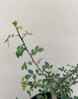 Bursera fagaroides, Fragrant Bursera foliage