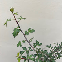 Bursera fagaroides, Fragrant Bursera foliage
