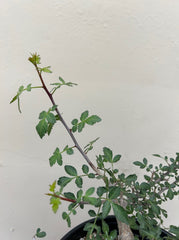 Bursera fagaroides, Fragrant Bursera foliage