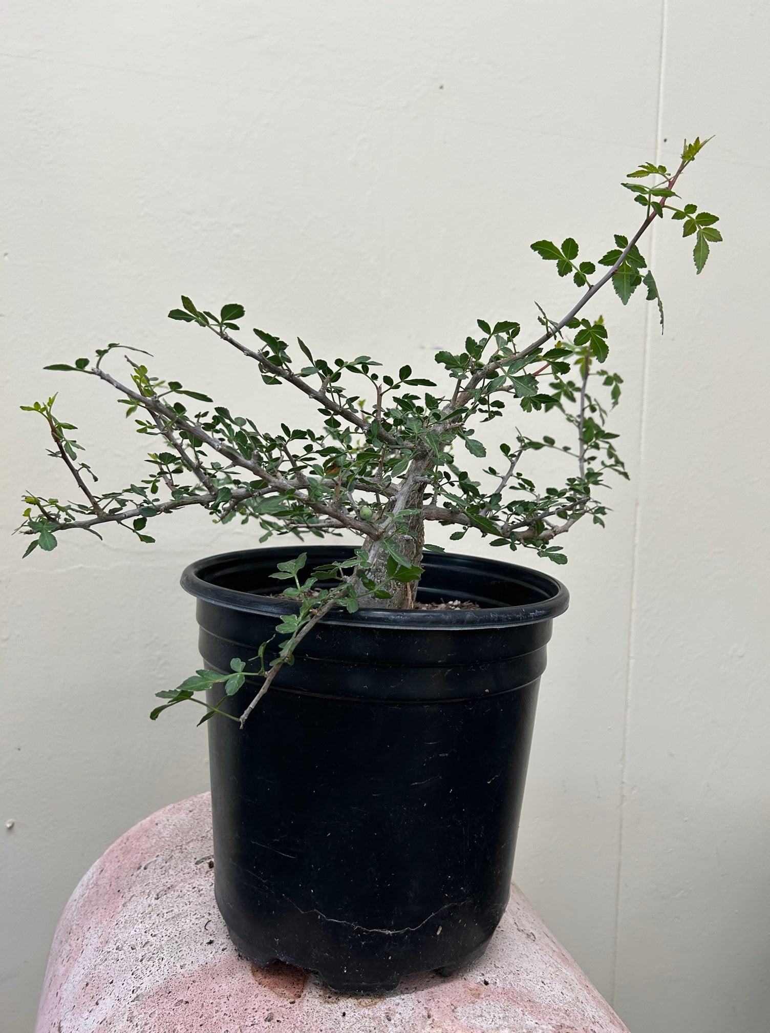 Bursera fagaroides, Fragrant Bursera