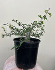 Bursera fagaroides, Fragrant Bursera