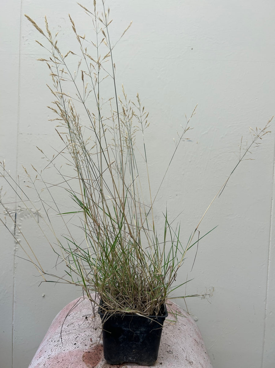 Agrostis densiflora, California Bent Grass