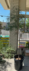 Brachychiton Rupestris, Queensland Bottle Tree