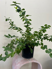 Emerald Blueberry