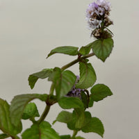 Mentha citrata, Bergamot Mint flower