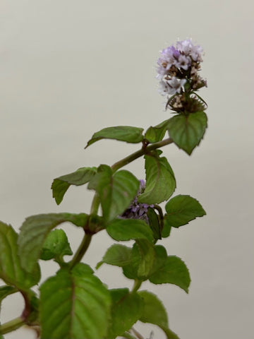 Mentha citrata, Bergamot Mint flower