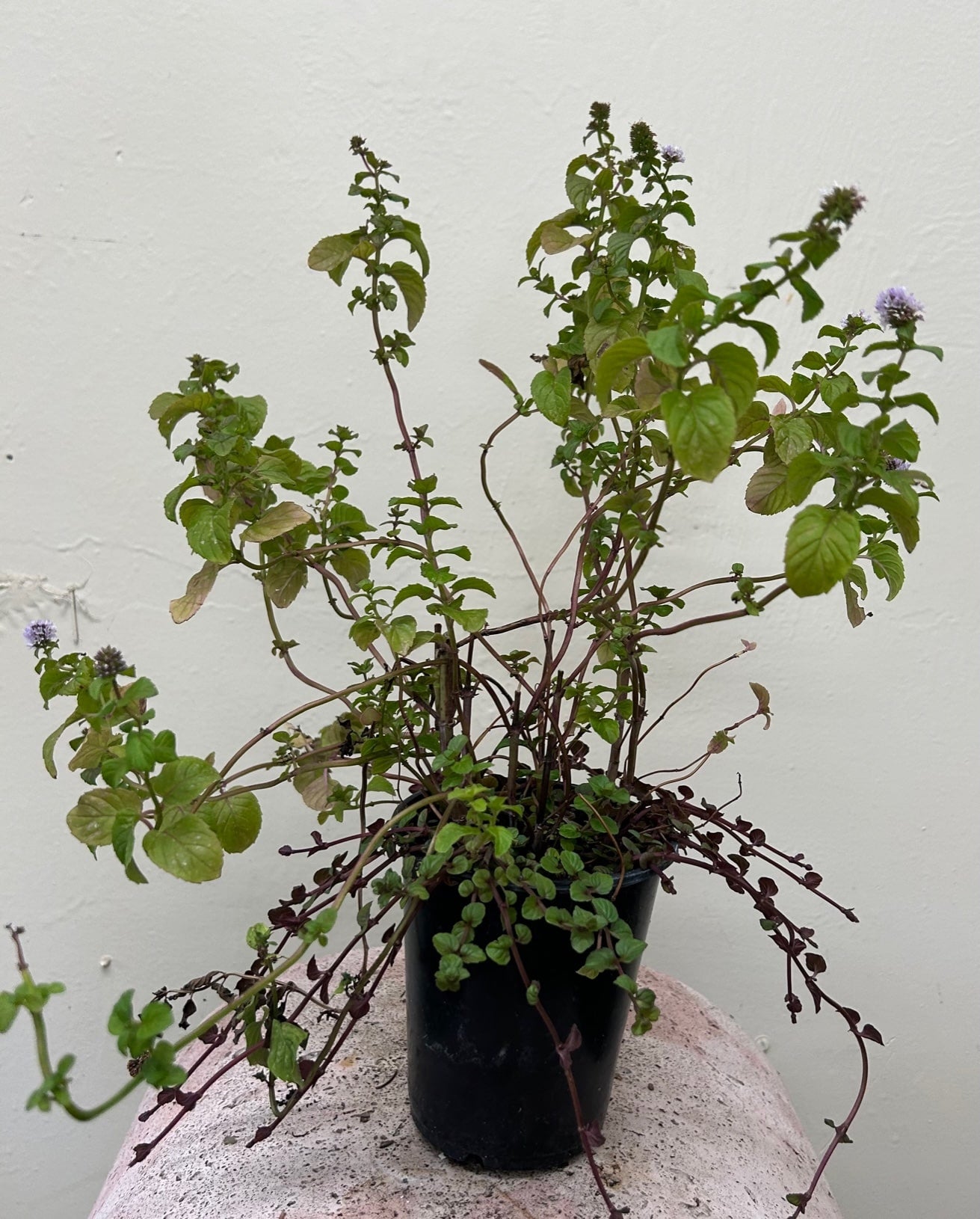 Mentha citrata, Bergamot Mint
