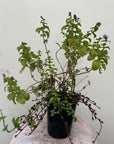 Mentha citrata, Bergamot Mint