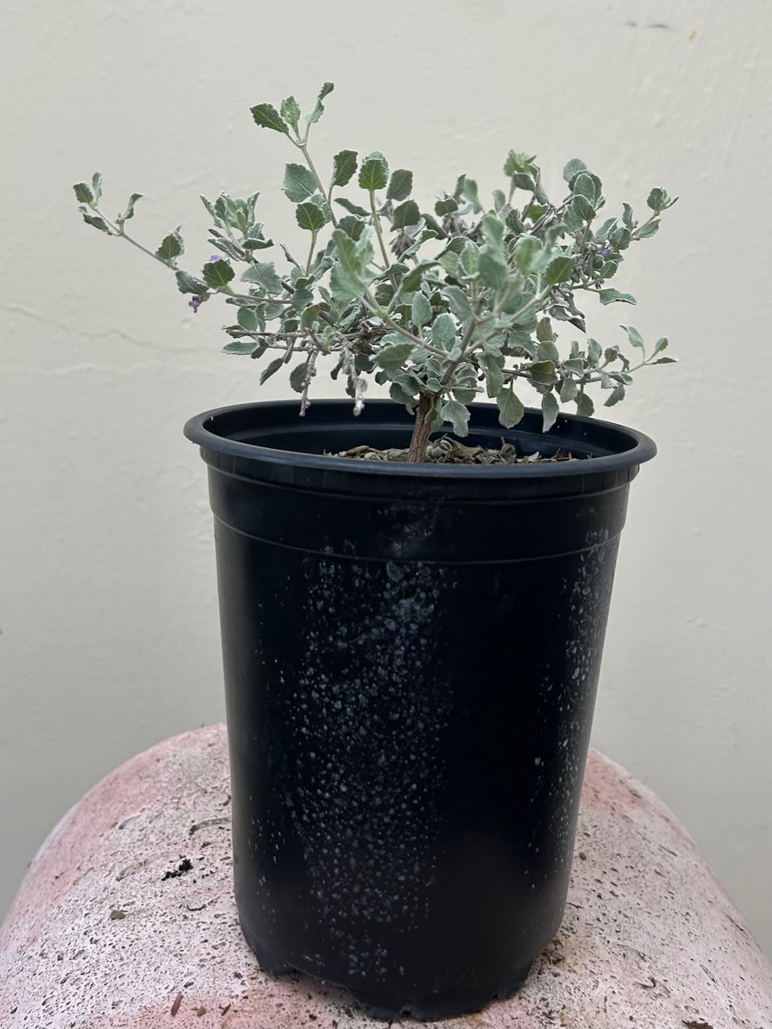 lavender silver plant Hyptis emoryi 'Silver Lining', Desert Lavender – Plant Material