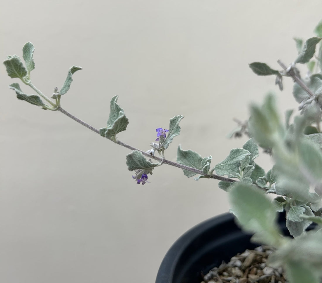 desert lavender plant Hyptis emoryi 'Silver Lining', Desert Lavender