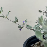 Hyptis emoryi 'Silver Lining', Desert Lavender foliage