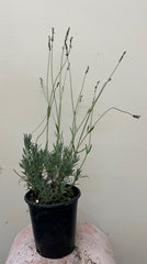 Lavandula x intermedia Sensational, French Hybrid