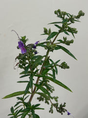 Trichostema lanatum x purpusii 'Midnight Magic' foliage + flowers