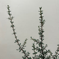 Ceanothus cuneatus, Buck brush Foliage