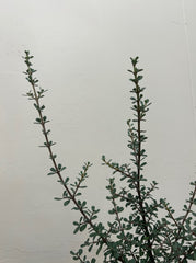 Ceanothus cuneatus, Buck brush Foliage