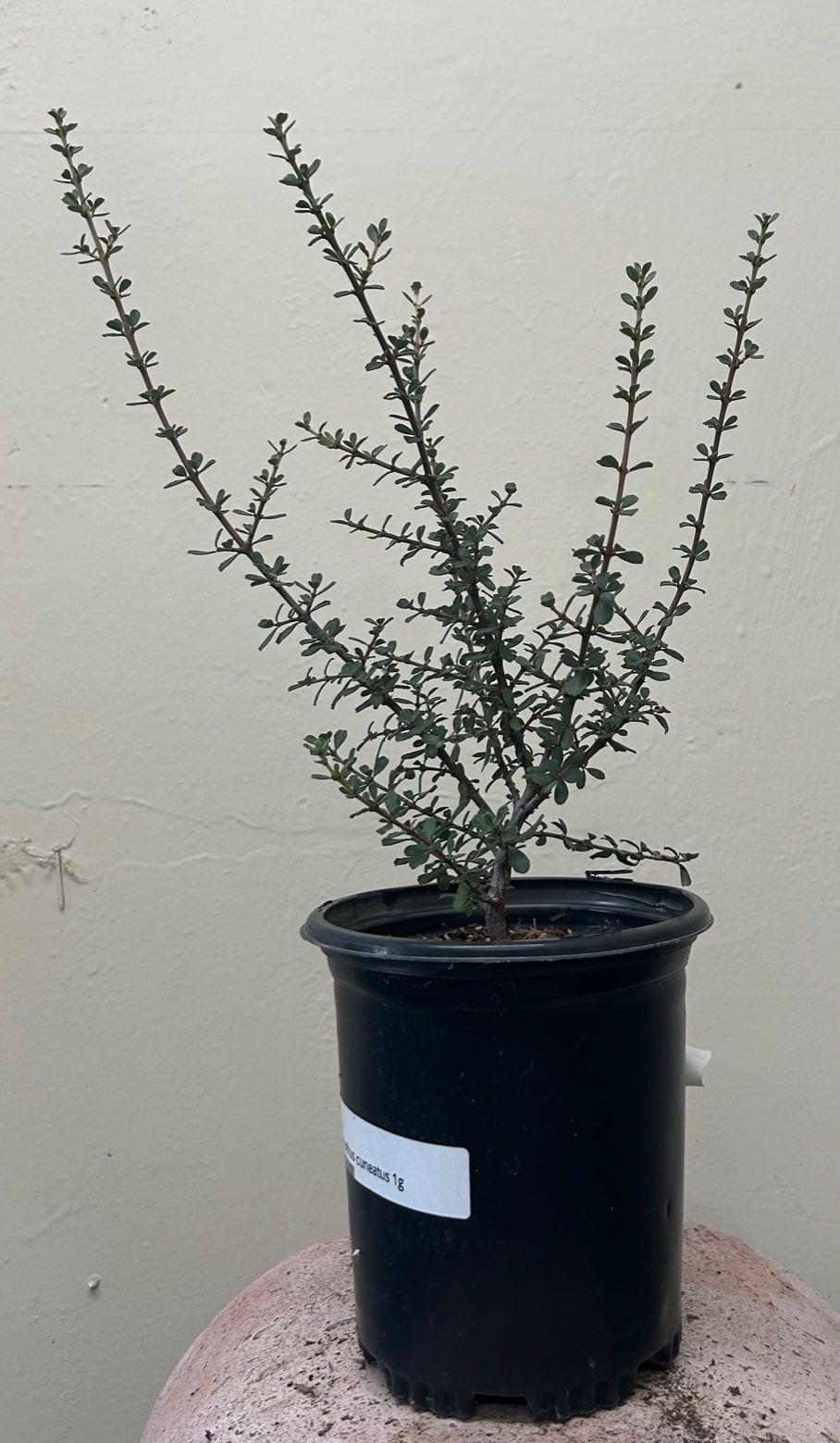 Ceanothus cuneatus, Buck brush