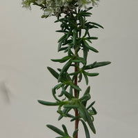Eriogonum fasciculatum 'Warriner Lytle', Warriner Lytle Buckwheat flower + foliage