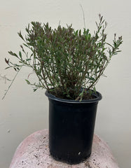 Gaura lindheimeri 'Siskiyou Pink