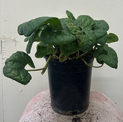 Asarum caudatum, Wild Ginger