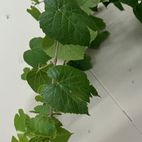 Vitis vinifera 'Interlaken', Table grape Certified Organic Foliage