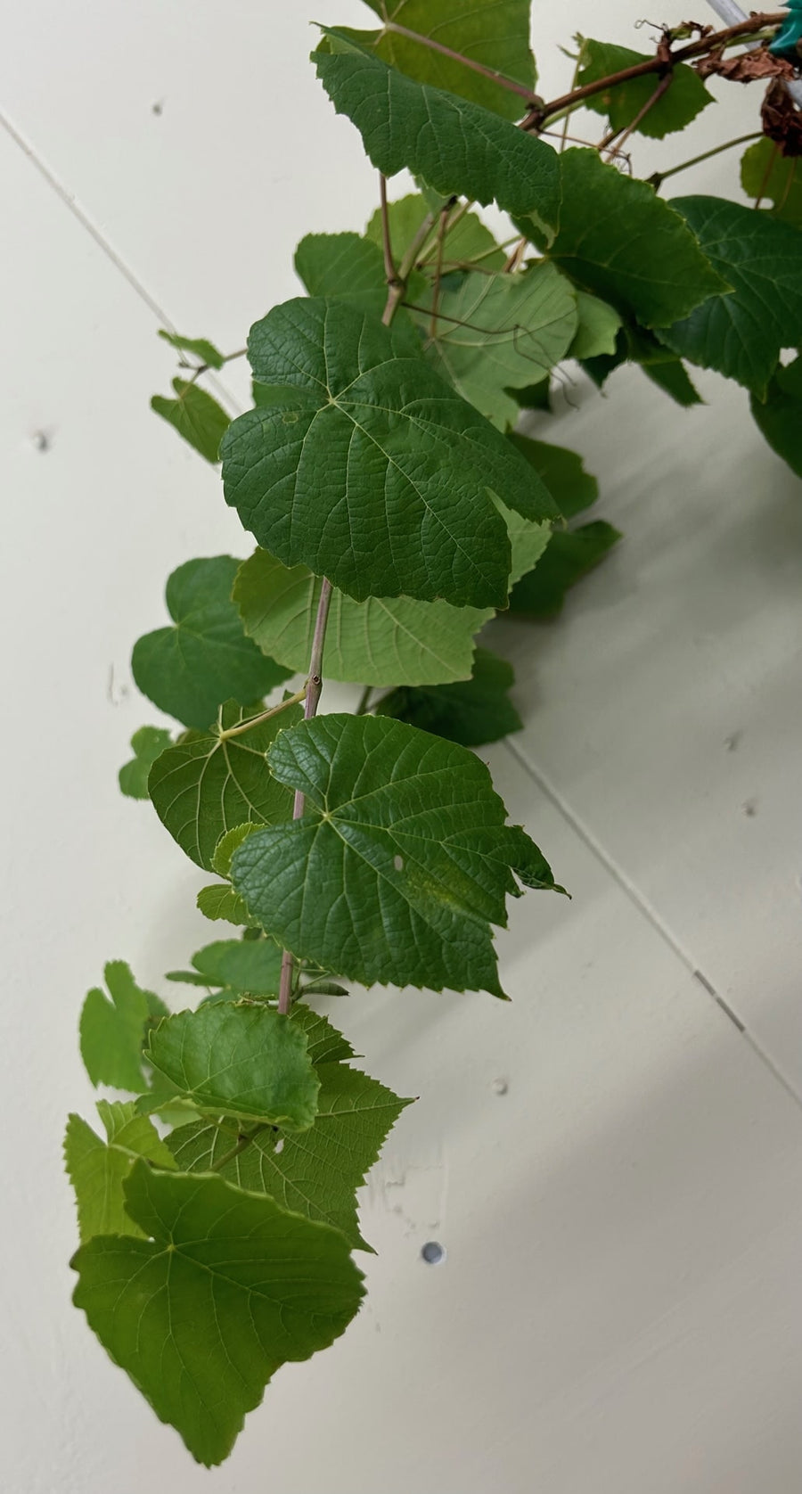 Vitis vinifera 'Interlaken', Table grape Certified Organic Foliage