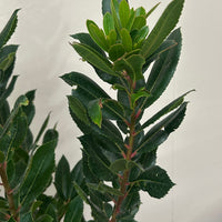 Arbutus unedo 'Compacta', Dwarf Strawberry Tree foliage