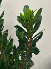 Arbutus unedo 'Compacta', Dwarf Strawberry Tree foliage
