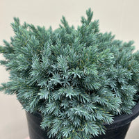 Juniperus squamata 'Blue Star', Blue Star Juniper foliage