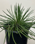 Agave Geminiflora, Twin Flowered Agave