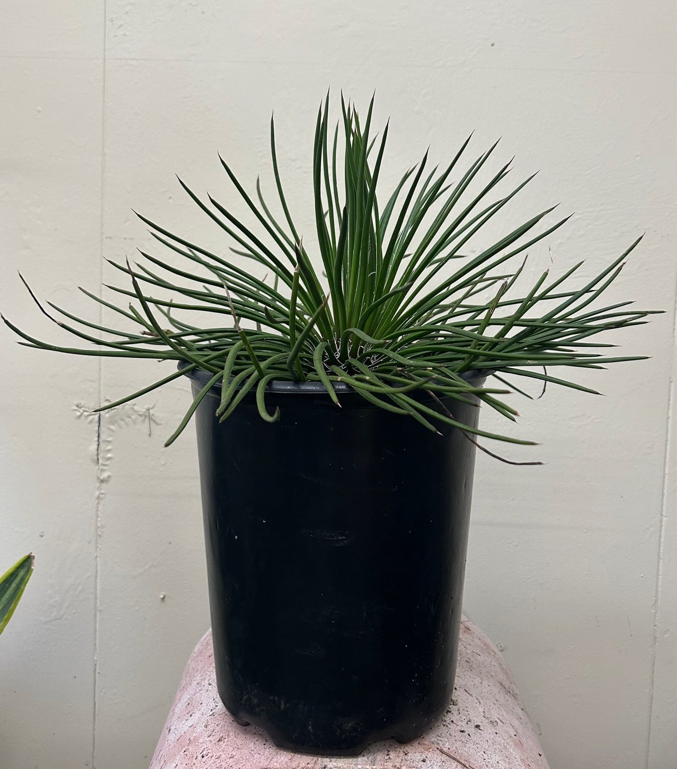 Agave Geminiflora, Twin Flowered Agave 5 Gallon