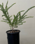 Acacia guinetii, Guinett's Wattle 1 Gallon